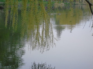 reflection of trees in water