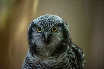 Close up portrait of the common northern hawk-owl (Surnia ulula), a medium sized true owl of the northern latitudes. Majestic bird stares at photographer. Estonia, North Europe.