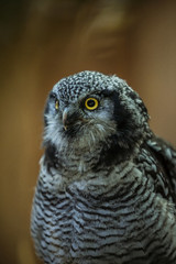 Close up portrait of the common northern hawk-owl (Surnia ulula), a medium sized true owl of the northern latitudes. Majestic bird stares at photographer. Estonia, North Europe.