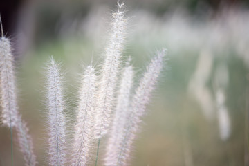 Flower or seed of grass in rural nature