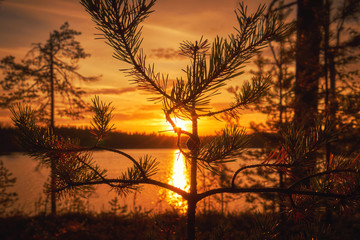 Sunset in Karelia with pine tree at front
