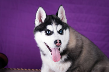 Portrait of Husky interior apartment