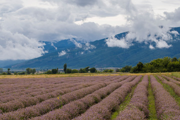 Flowering lavender. Field of blue flowers. Lavandula - flowering plants in the mint family, Lamiaceae.	