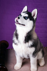 Portrait of Husky interior apartment