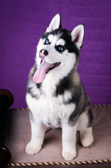 Portrait of Husky interior apartment