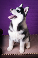 Portrait of Husky interior apartment