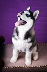 Portrait of Husky interior apartment