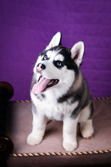 Portrait of Husky interior apartment