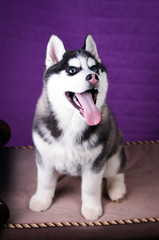 Portrait of Husky interior apartment