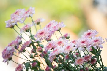 Yellow pinkish chrysenthemum flower in nature