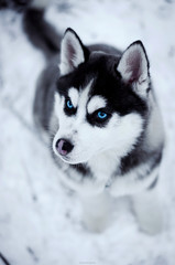 Winter portrait of a husky with blue eyes in the snow