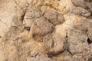 Elephant poo in their salty land in nature