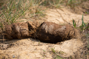 Elephant poo in their salty land in nature