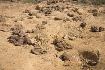 Elephant poo in their salty land in nature