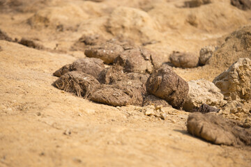 Elephant poo in their salty land in nature