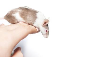 Brown spotted mouse sitting on a hand