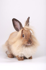 Brown little rabbit, adorable young bunny on white backround
