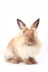 Brown little rabbit, adorable young bunny on white backround