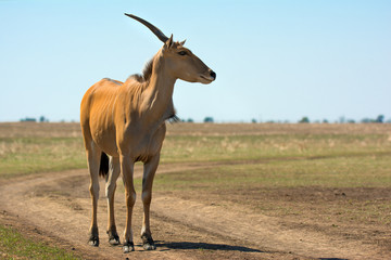 Naklejka na ściany i meble The antelope nilgai in wild steppe