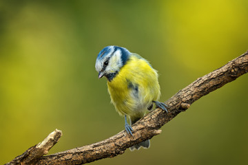 Single blue tit sitting on tree branch