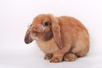 Brown little rabbit, adorable young bunny on white backround