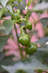 Unreife Kirschpaprika (Capsicum annuum)