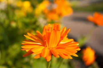 orange flower of calendula officinalis on green leaf background, selective focus