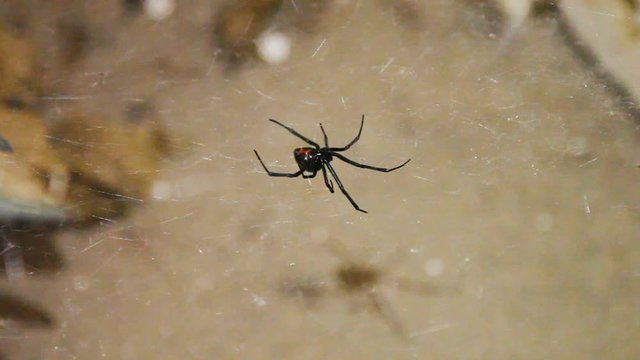 Very still, large black widow hangs upside down on the web as lights move around it causing shadows to move underneath. The web gets highlighted by the moving lights. Depth is created by light angles.