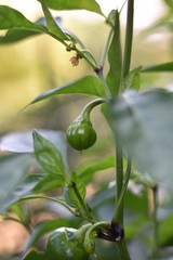 Unreife Kirschpaprika (Capsicum annuum)
