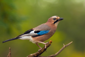 Single ordinary jay sitting on tree branch