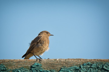 Redstart sitting on wooden fence