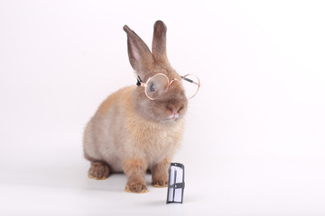 Brown little rabbit with clear eyeglasses on white background