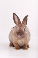 Brown little rabbit with clear eyeglasses on white background