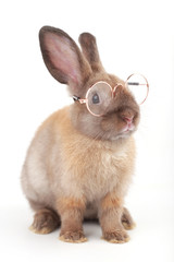 Brown little rabbit with clear eyeglasses on white background