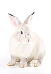 Grey little baby rabbit on white background. Adorable gray young bunny action