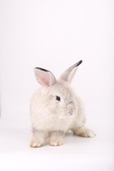 Grey little baby rabbit on white background. Adorable gray young bunny action