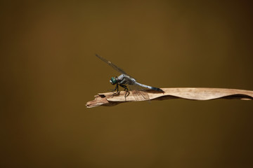 オオシオカラトンボ