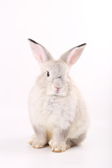 young grey rabbit on white background