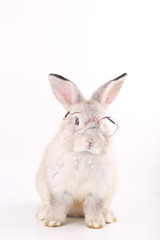 Grey rabbit with clear eyeglasses. Baby grey bunny on white background