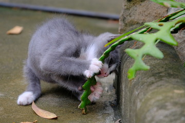 cat and mouse play tree