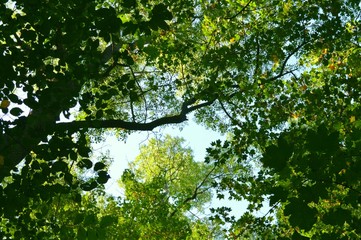 Fototapeta na wymiar Treetop with green leaves and sky