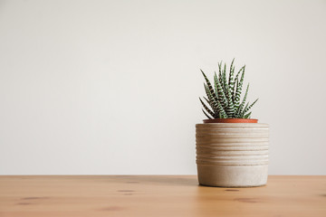 Green houseplant on an office desk