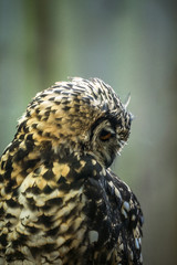 Portrait of curious cat like bird - Cape eagle-owl (Latin: Bubo capensis) looking aside. Estonia, North Europe.