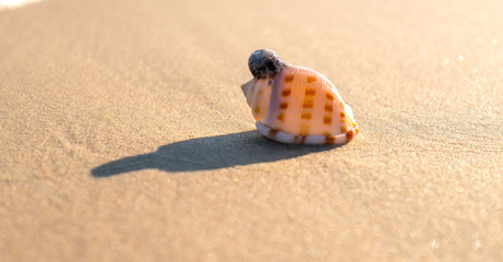 Conch shell in sand on tropical beach