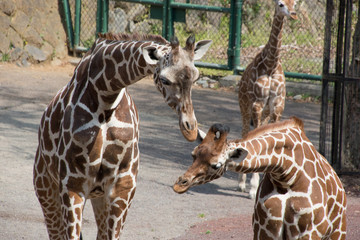 Obraz premium アミメキリン