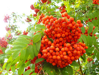 Red berries on mountain ash tree. Close up view ripe orange mauntain ashberries (rowan berries, Sorbus) in autumn with green leaves on background of blue sky. Selective focus. Autumn landscape