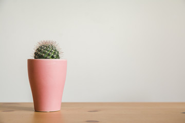 Green cactus houseplant on an office desk