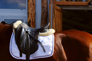 Animals, sport concept. Saddle on horse. Portrait close up of brown horse with english saddle, outdoor, cropped shot.