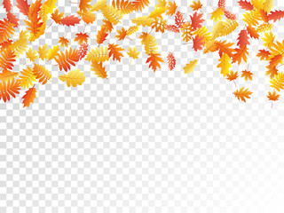 Obraz premium Oak, maple, wild ash rowan leaves, autumn foliage