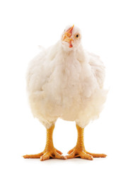 One white chicken. © ANASTASIIA